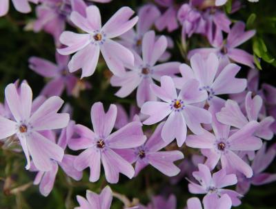 Classy Groundcovers - Phlox subulata 'Blue Emerald'  {25 Pots - 3 1/2 inch Square}