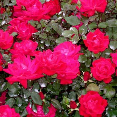 Double Knock Out® Rose - The Most Popular Repeating Rose Bush - Cannot Ship to AZ