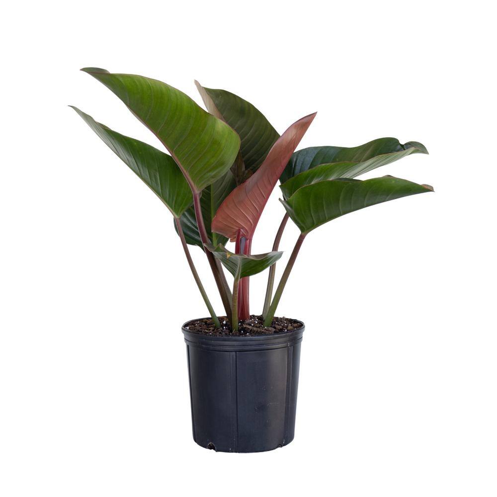 United Nursery Red Congo Live Philodendron tatei Indoor Plant in 9.25 inch Grower Pot REDCONGO10GP