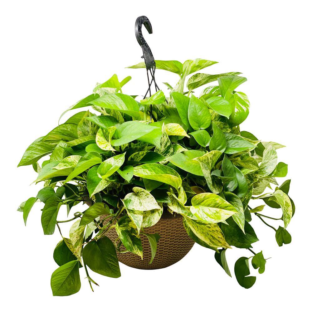 Pure Beauty Farms 12 in. 2 Gal. Golden Pothos Plant in Hanging Basket BOPIS5572