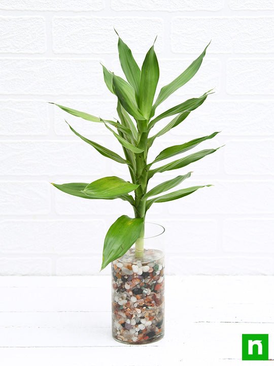 30 cm Lotus Lucky Bamboo Plant in a Glass Vase with Pebbles