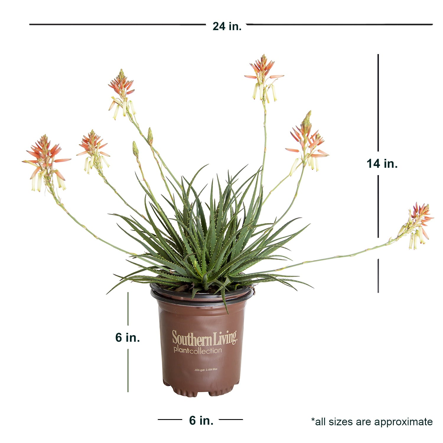 Safari Sunrise Aloe (2.5 Quart) Flowering Perennial with Succulent Green Foliage - Full Sun to Part Shade Live Outdoor Plant