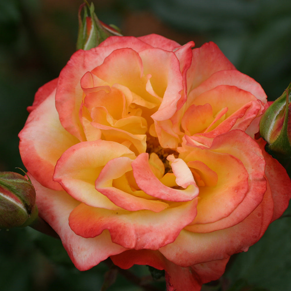 Sunita Shrub Rose by Heirloom Roses - Live Rose Bush