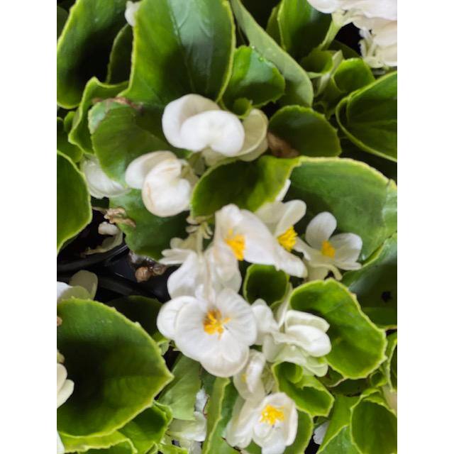 Pure Beauty Farms 2.5 qt. Big Begonia Plant Green Leaf White Flower in Grower's Pot (2-Pack) DC1GBIGBEGGLW2