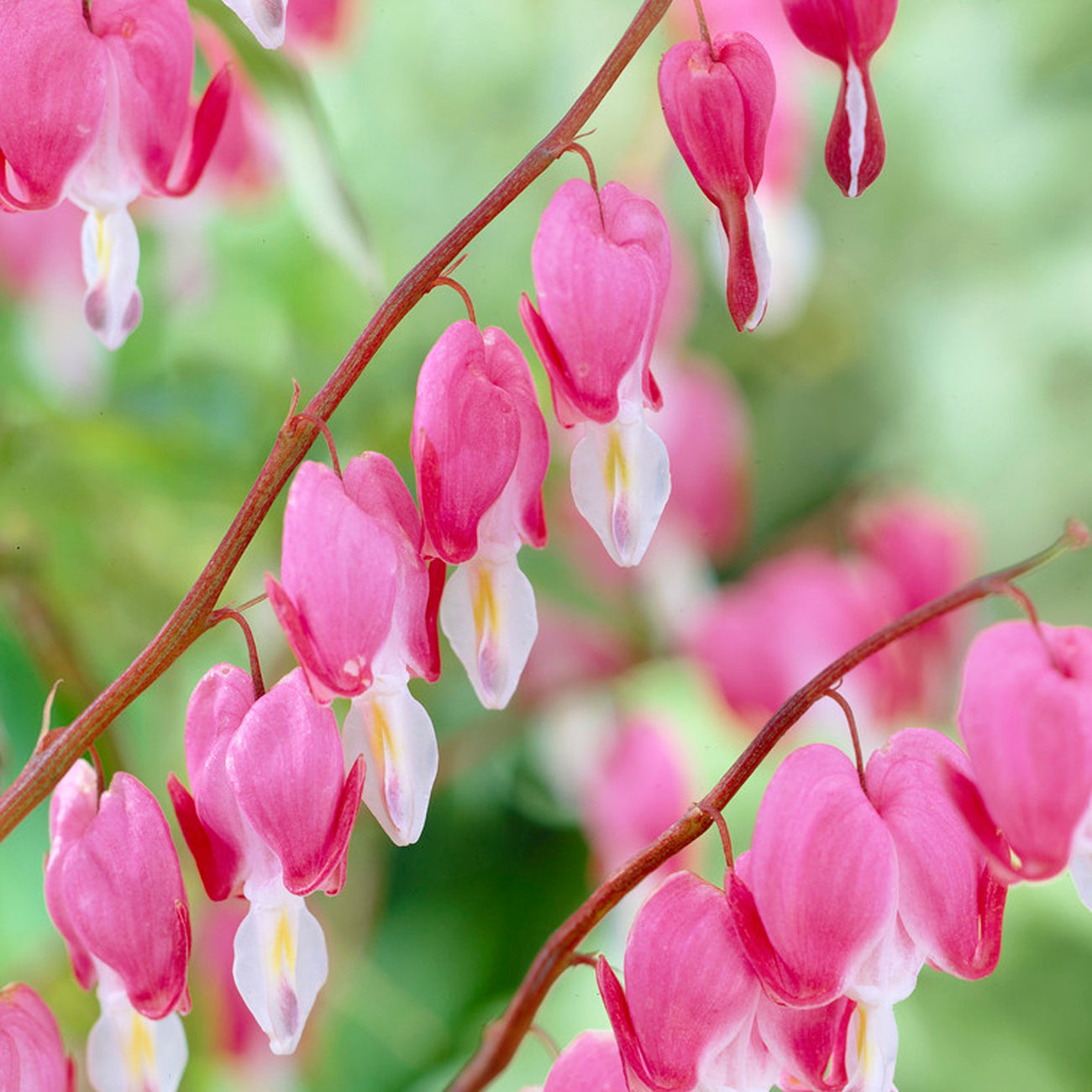 Van Zyverden Bleeding Hearts Set of 5 Plant Roots Pink Part Shade