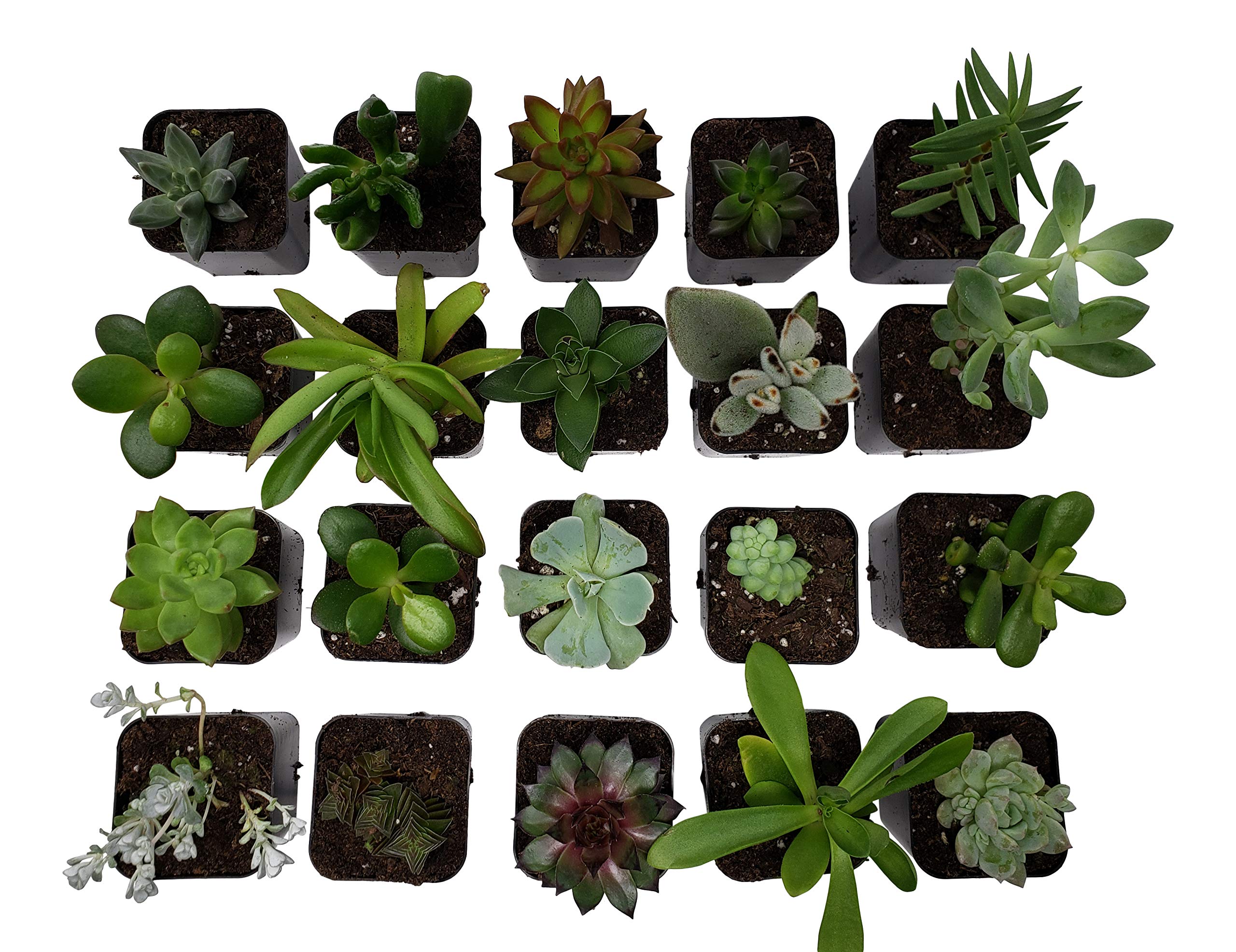 Seven River Garden Square Greenhouse Nursery Pots 2 inches x 2 inches in a Pack of 100