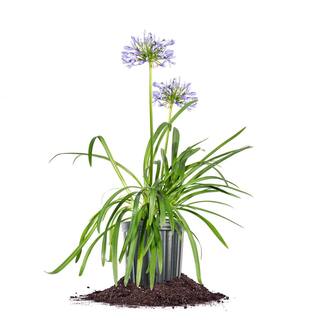 Blue Flowering Agapanthus Shrub in 1 Gal. Grower's Pot THD00005