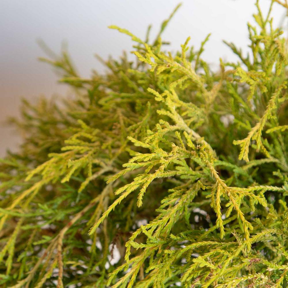 FLOWERWOOD 3 Gal. Gold Mop False Cypress with Golden Yellow Weeping Foliage 09233