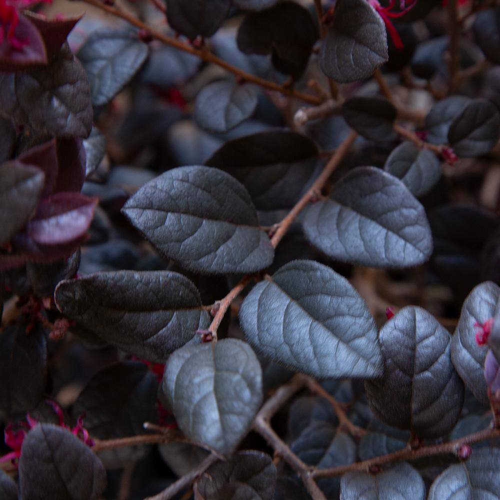 SOUTHERN LIVING 3 Gal. Red Diamond Midsize Loropetalum Evergreen Shrub with Purple Foliage Red Ribbon Blooms 42093