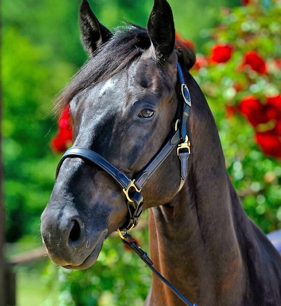 Stübben Horse Stable Halter