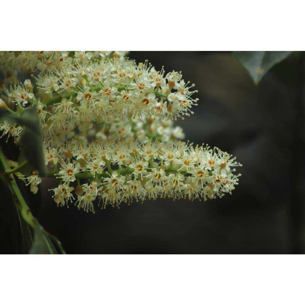 Online Orchards 1 Gal. Cherry Laurel Otto Luyken Shrub Hardy Fragrant Beautful Shrub Perfect for Hedge Plantings SBCL001