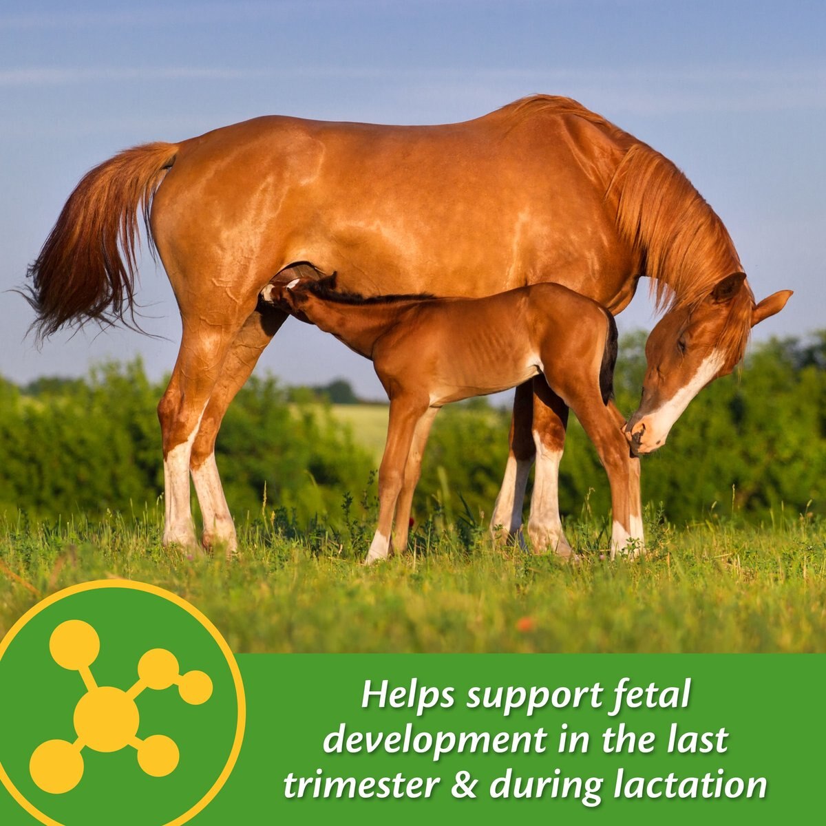 Farnam Mare Plus Gestation and Lactation Nutritional Pellets Horse Supplement