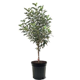 7 Gal. McIntosh Apple Tree APPMCI07G