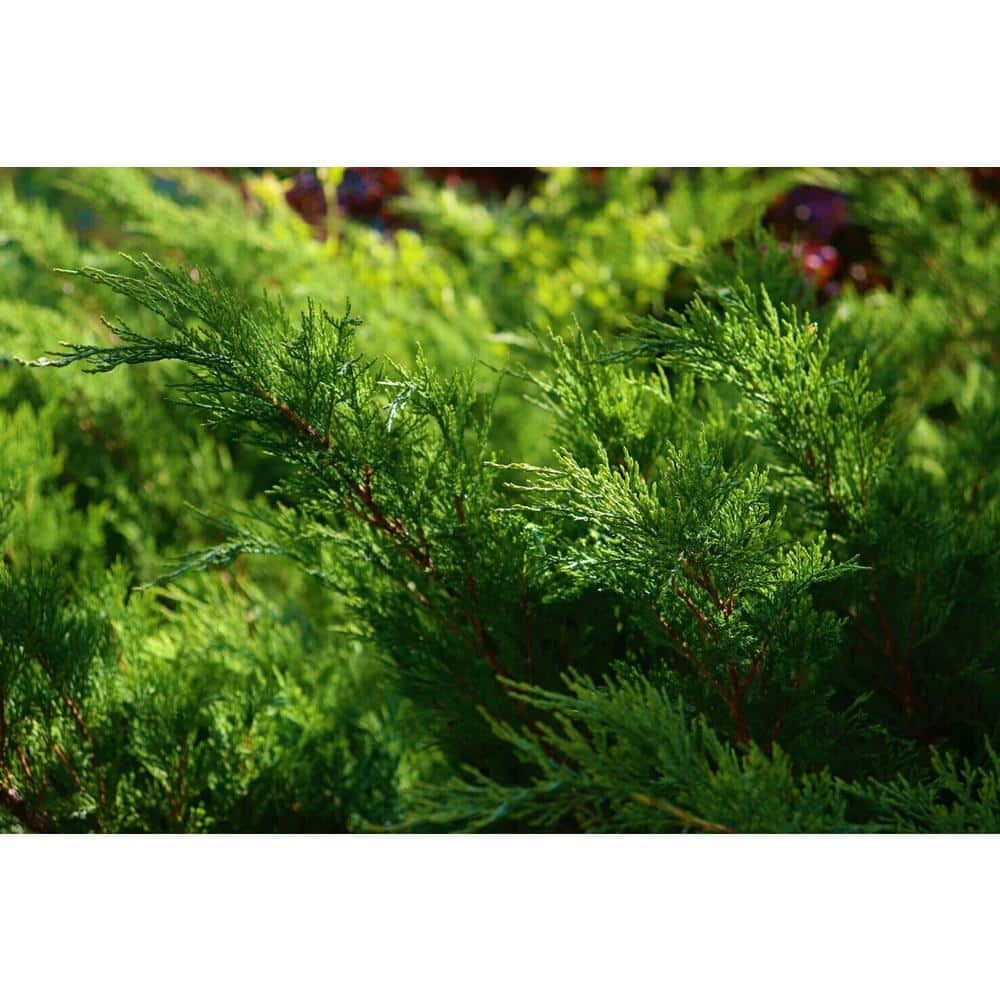 Online Orchards 1 Gal. Broadmoor Juniper Shrub Excellent Evergreen Ground Cover with Graceful Spreading Foliage Drought Tolerant CFJP004