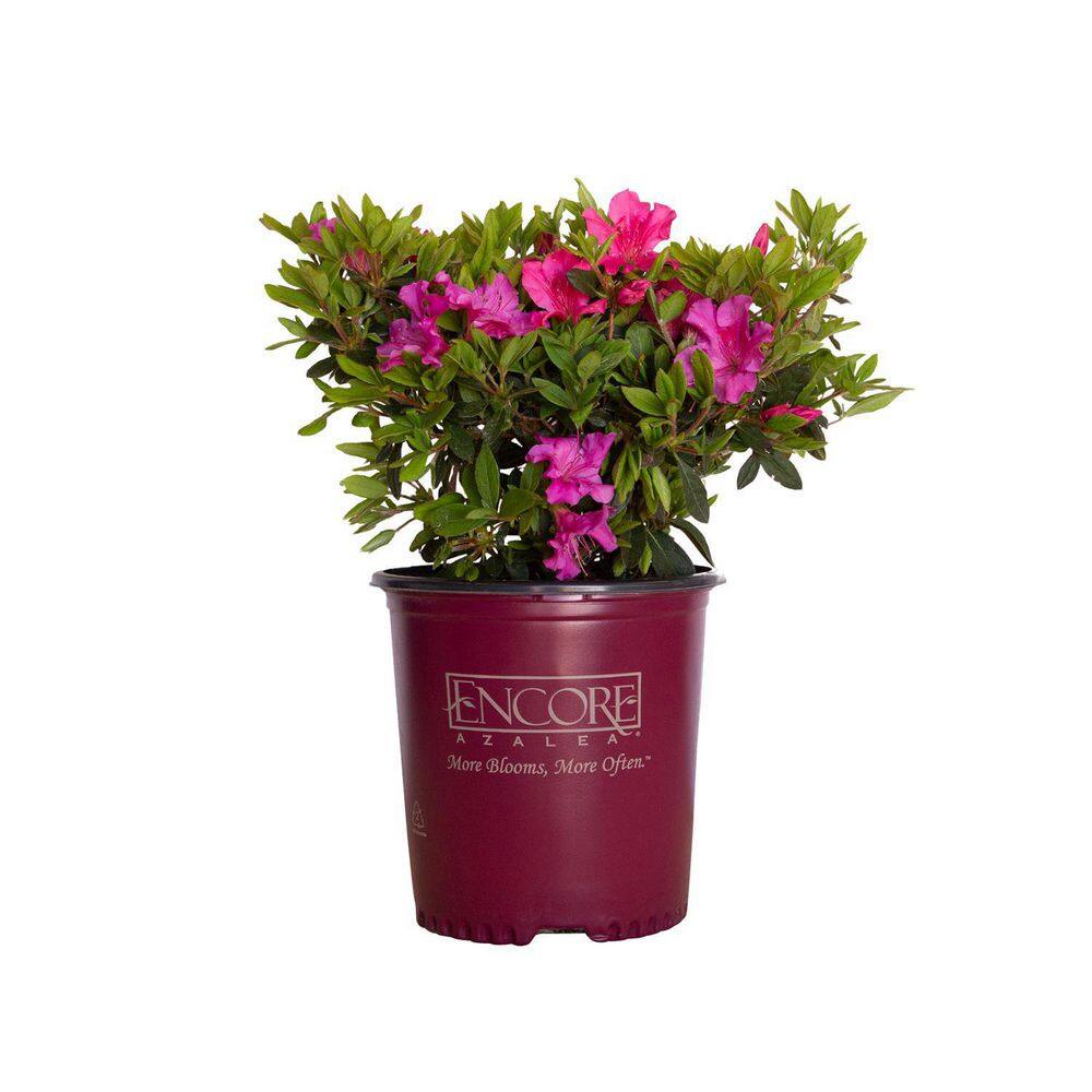 ENCORE AZALEA 1 Gal. Autumn Sangria Shrub with Neon Pink Reblooming Flowers 80411