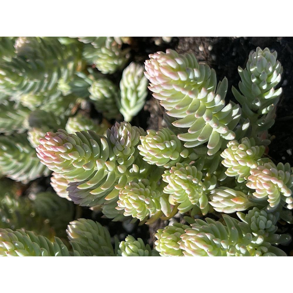 Cesicia Sedum Blue Carpet Plants in Separate in Pots (3-Pack) W-FXO-86