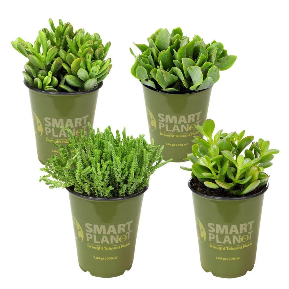 SMART PLANET 1 qt. Crassula Assorted Succulents (4-Pack) 0872632