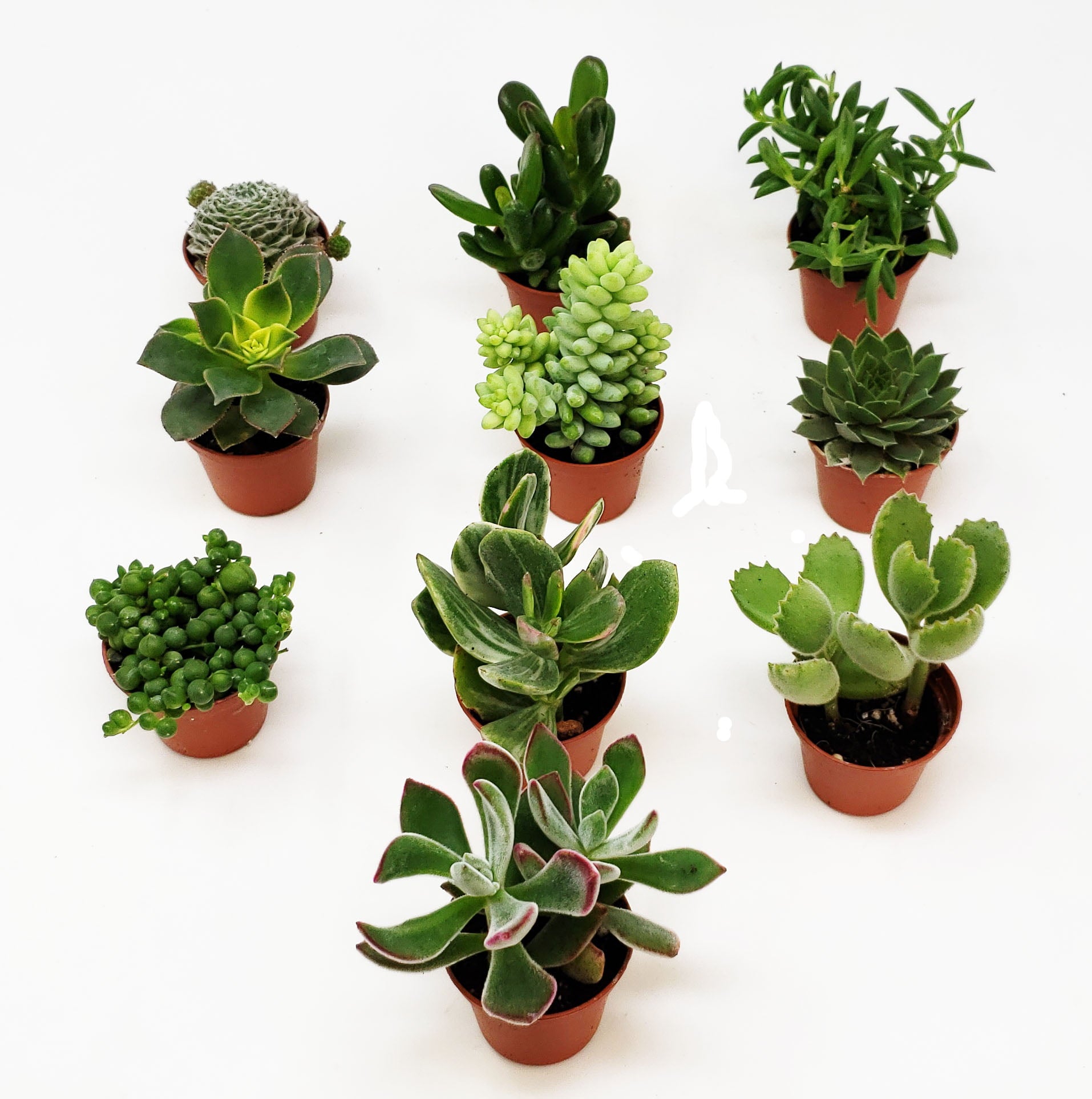 9GreenBox 6-Pack Succulents - Choose from 10 Types of Real and Hand-Picked Succulent Plants in Mini Pots - Home and Office Desks， Shelves， Windowsill Decor - Great Wedding， Birthday， Christmas Gift