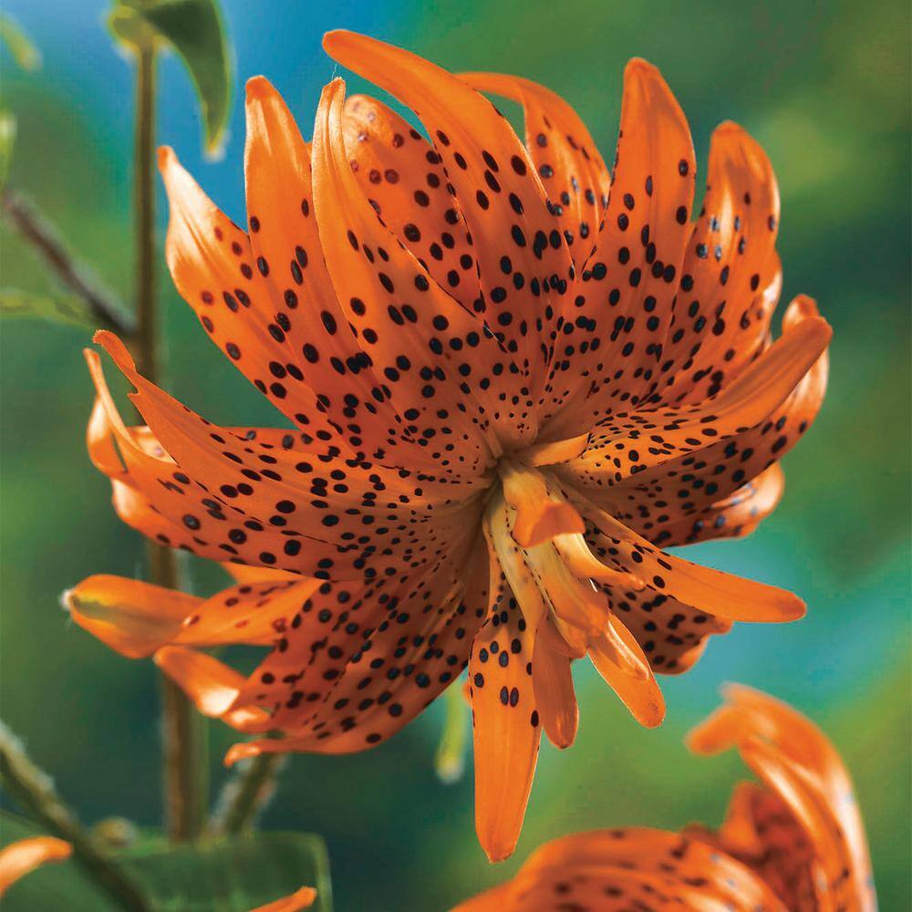 Breck's Double Tiger Lily Bulbs (3-Pack) 73710