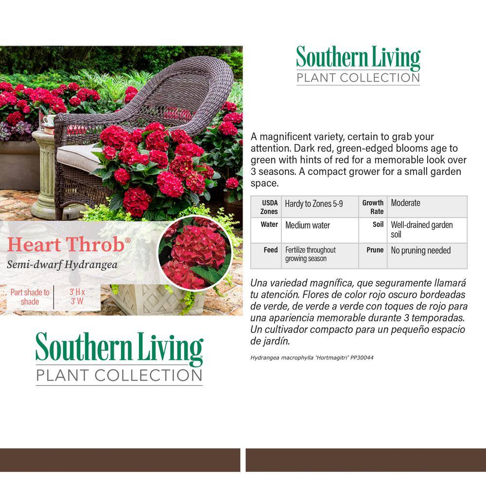 SOUTHERN LIVING 2 Gal. Heart Throb Hydrangea with Cherry Red Flowers 18177