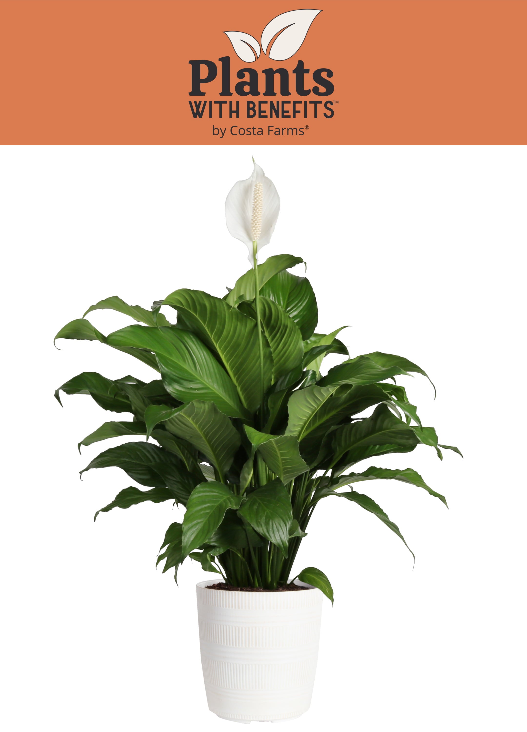 Costa Farms Plants with Benefits Live Indoor 27in. Tall White Peace Lily; Bright， Indirect Sunlight Plant in 9.25in. Décor Pot