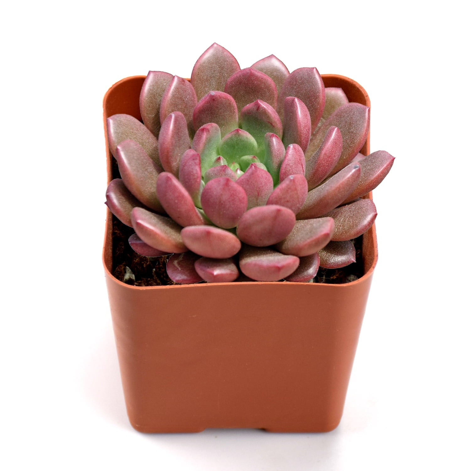 Succulent Sedeveria Pink Ruby， Fully Rooted in 2