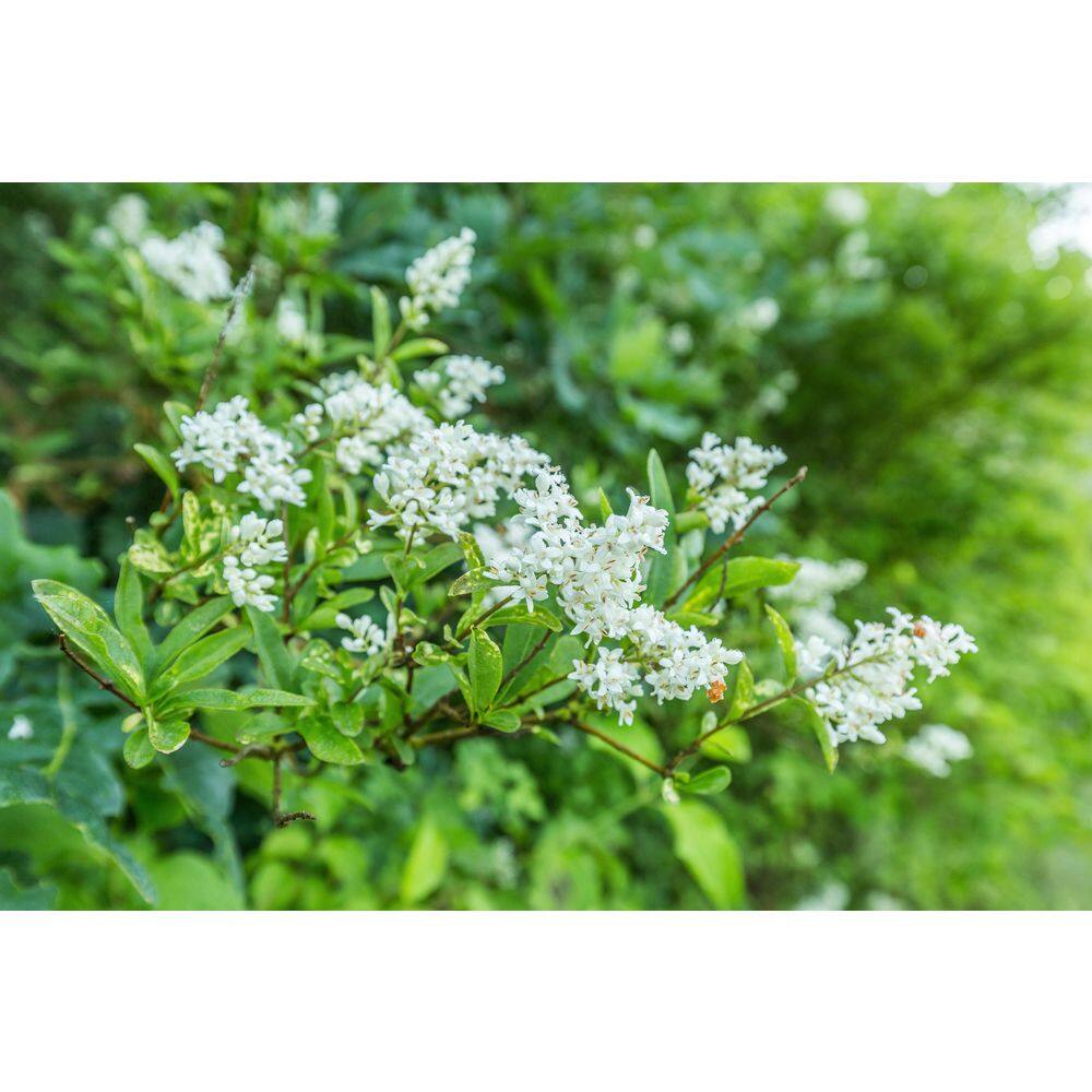 BELL NURSERY 3 Gal. California Privet (Ligustrum) Flowering Live Shrub with White Flowers LIGUS3OVA1PK