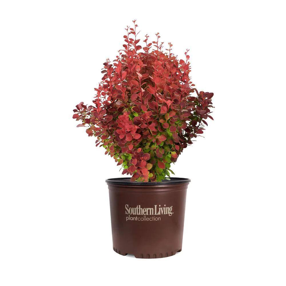 SOUTHERN LIVING 2 Gal. Orange Rocket Barberry Live Deciduous Shrub Coral to Ruby Red Foliage 04332