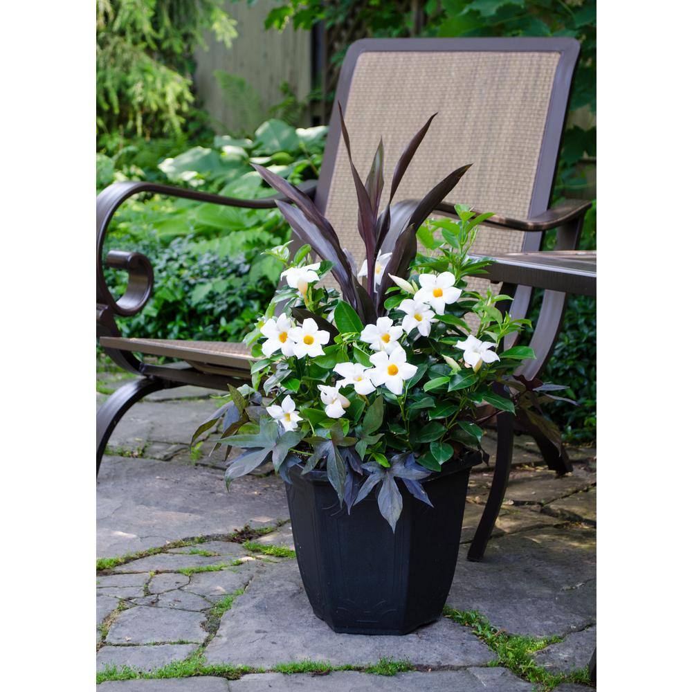 Rio 2.5 Gal. (#12) Dipladenia Flowering Annual Shrub with Assorted Colored Blooms 1001319350
