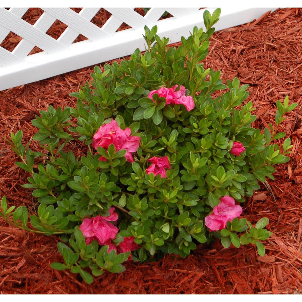 Vigoro 2 Gal. Echo Pink Explosion Azalea Shrub with Dark Pink Reblooming Flowers 10305