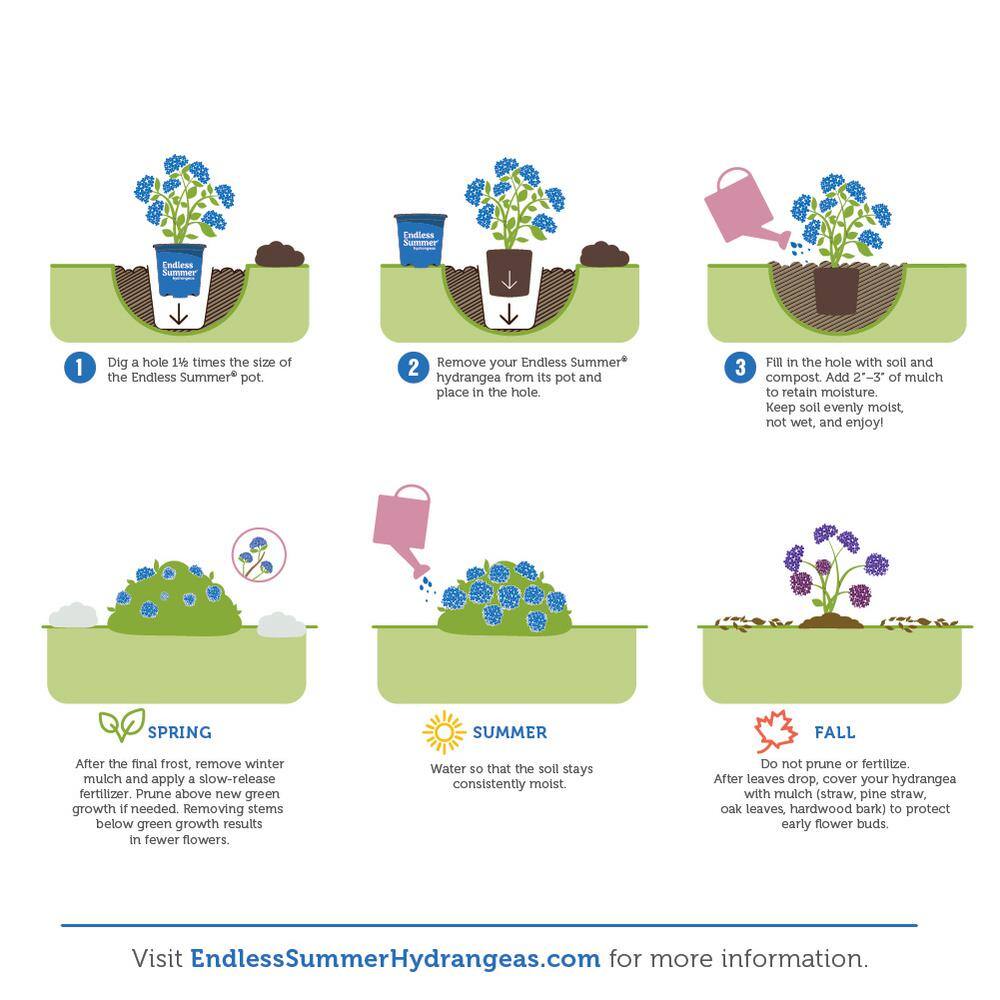 Endless Summer 2 Gal. Pop Star Hydrangea Shrub with Blue or Pink Lacecap Flowers 17206