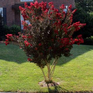 Black Diamond 3 Gal. Radiant Red Crape Myrtle Flowering Deciduous Tree with Red Flowers CRMBRR03G