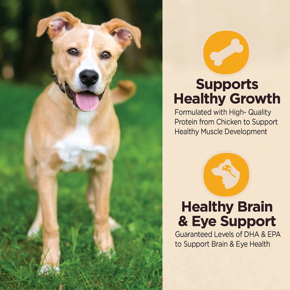 Wellness CORE Digestive Health Puppy Chicken and Brown Rice Dry Dog Food