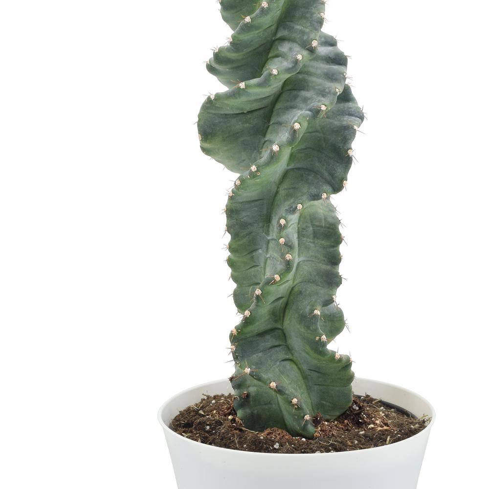 Arcadia Garden Products 6 in. Spiral Tornado Cactus in White Plastic Grower Pot LV77