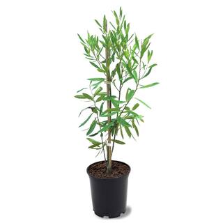 1 Gal. Dahoon Holly Evergreen Tree HOLDAH01G