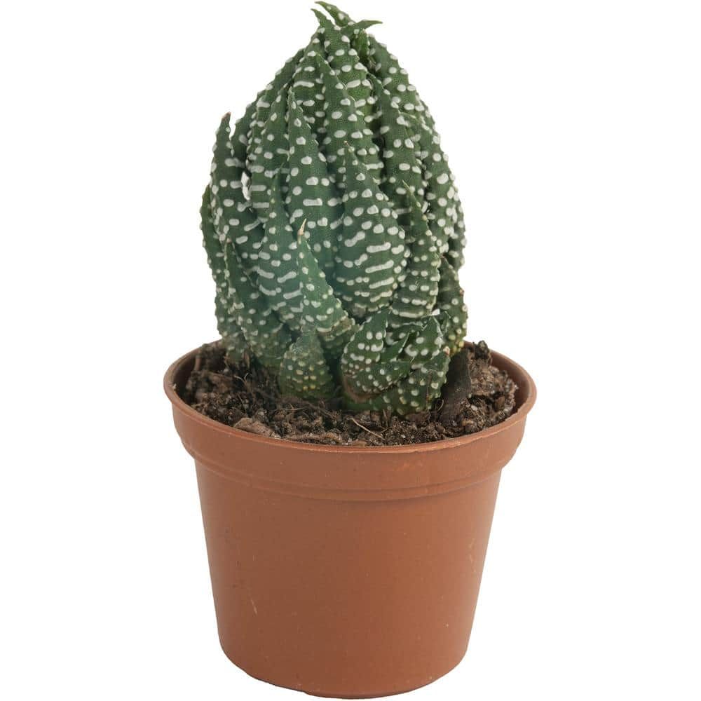 Costa Farms Mini Unique Indoor Succulent Plants in 2 in. Round Grower Pot Avg. Shipping Height 2 in. Tall (11-Pack) CO.SUCMINI.GP11