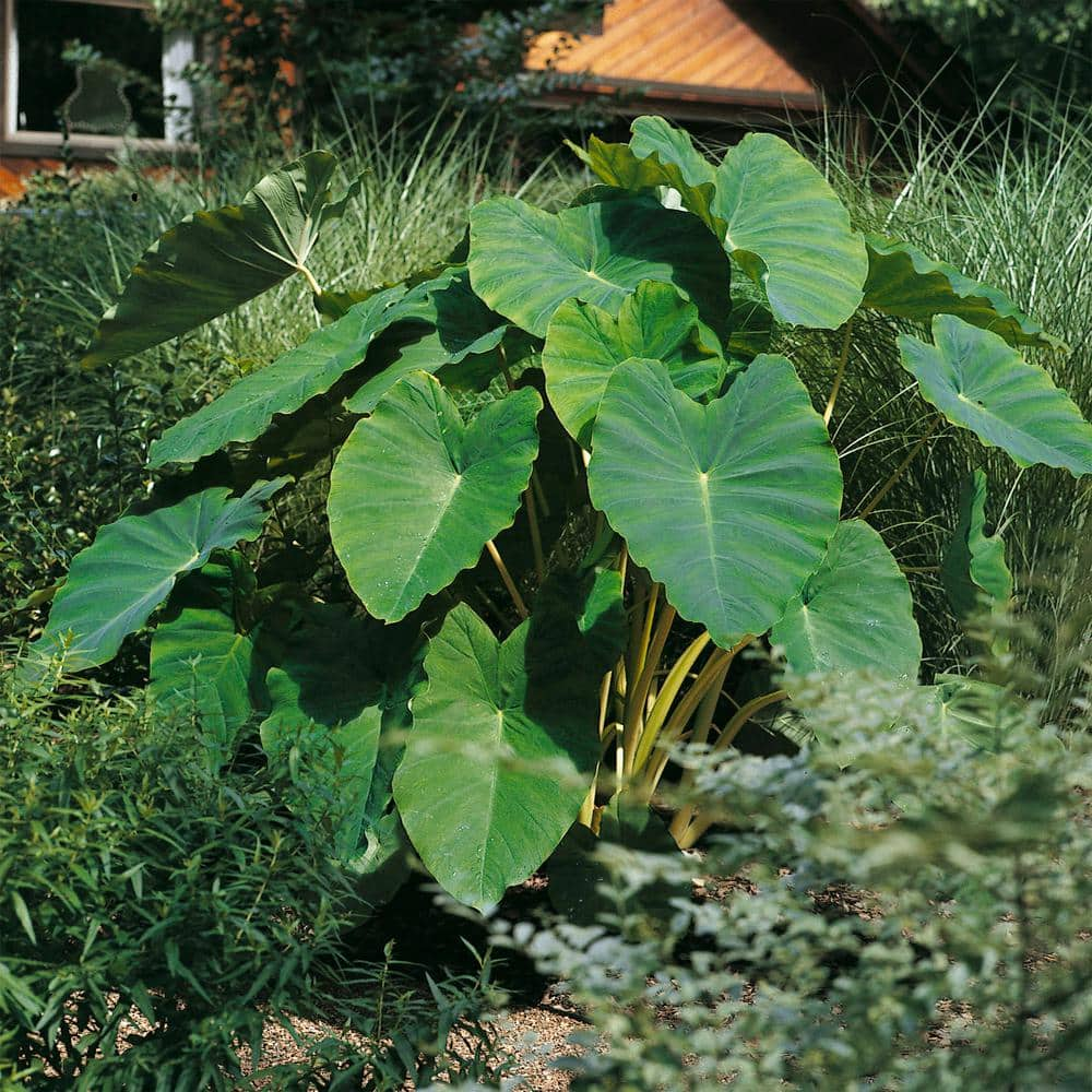 Garden State Bulb 1113 in. Colocasia Esculenta Large Elephant Ear Bulbs (Bag of 3) ECS-190-03-01