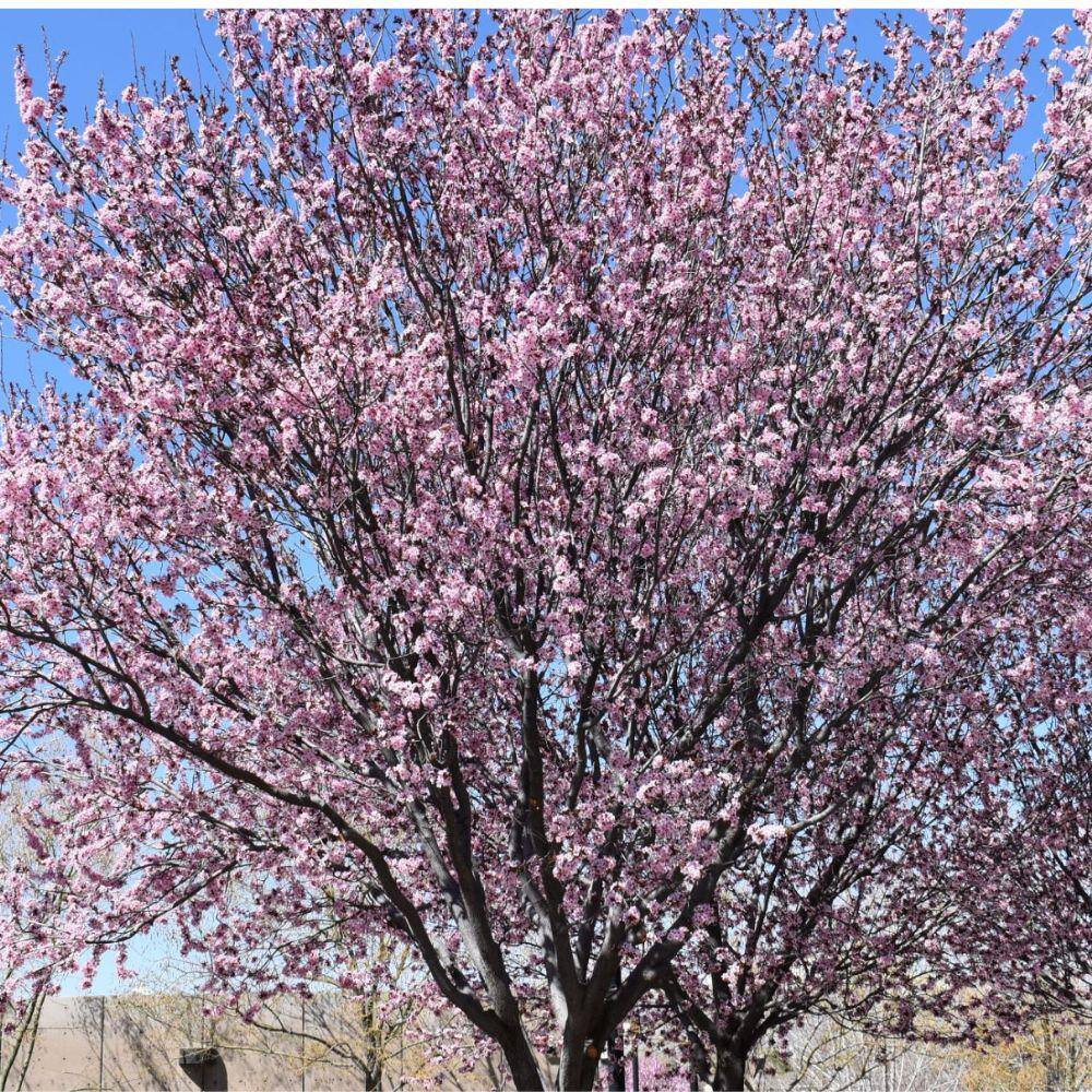 5 Gal. KV Plum Flowering Deciduous Tree with Pink Flowers PLFKVP05G