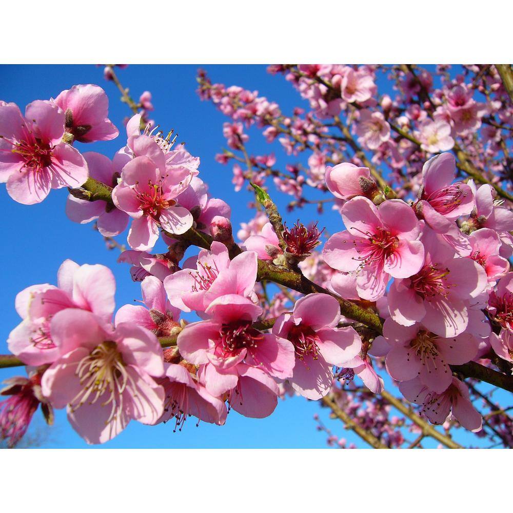 Online Orchards Suncrest Peach Tree Bare Root FTPE004