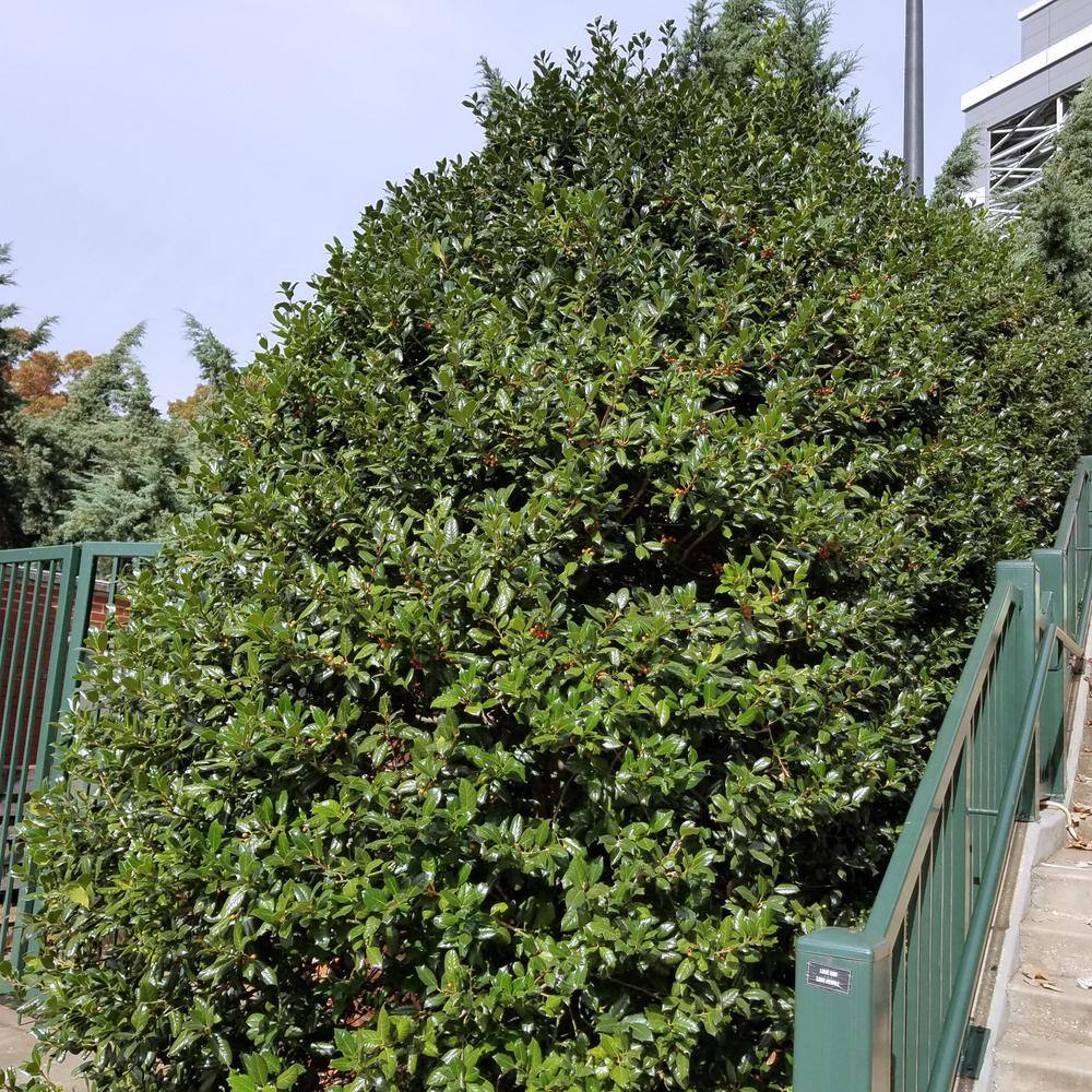 national PLANT NETWORK 2.25 Gal. Holly Dwarf Burford Shrub HD7153