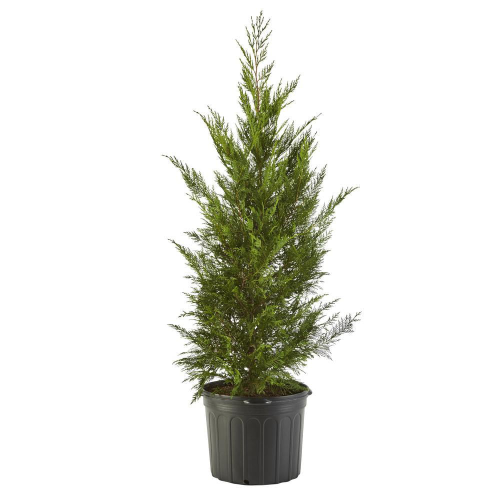 Leyland Cypress Live Shrub (2.25 Gallon)