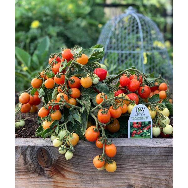 PROVEN WINNERS 15-Count Seeds Tempting Tomatoes Goodhearted (Lycopersicon) Cherry Tomato Seeds ZZRTOM100ZR04