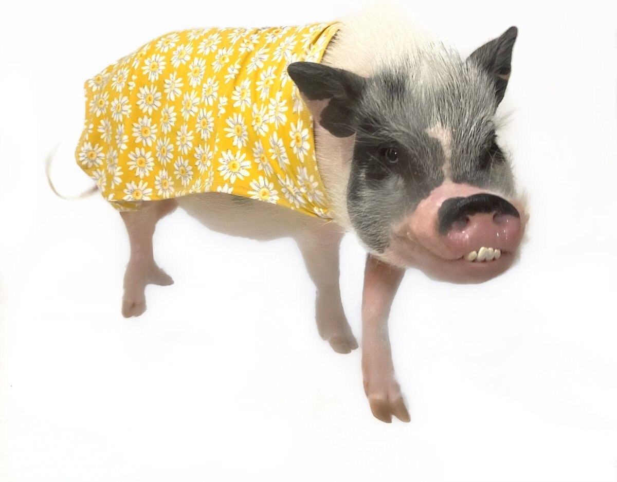 Morty's Pig Clothes Summer Sun Cloak UV Protection Mini Pig Dress， Blue Dot