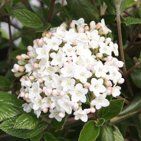 Mohawk Viburnum Shrub