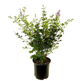 2.25 Gal. Bloomerang Lilac with Vibrant Purple Flowers O861703