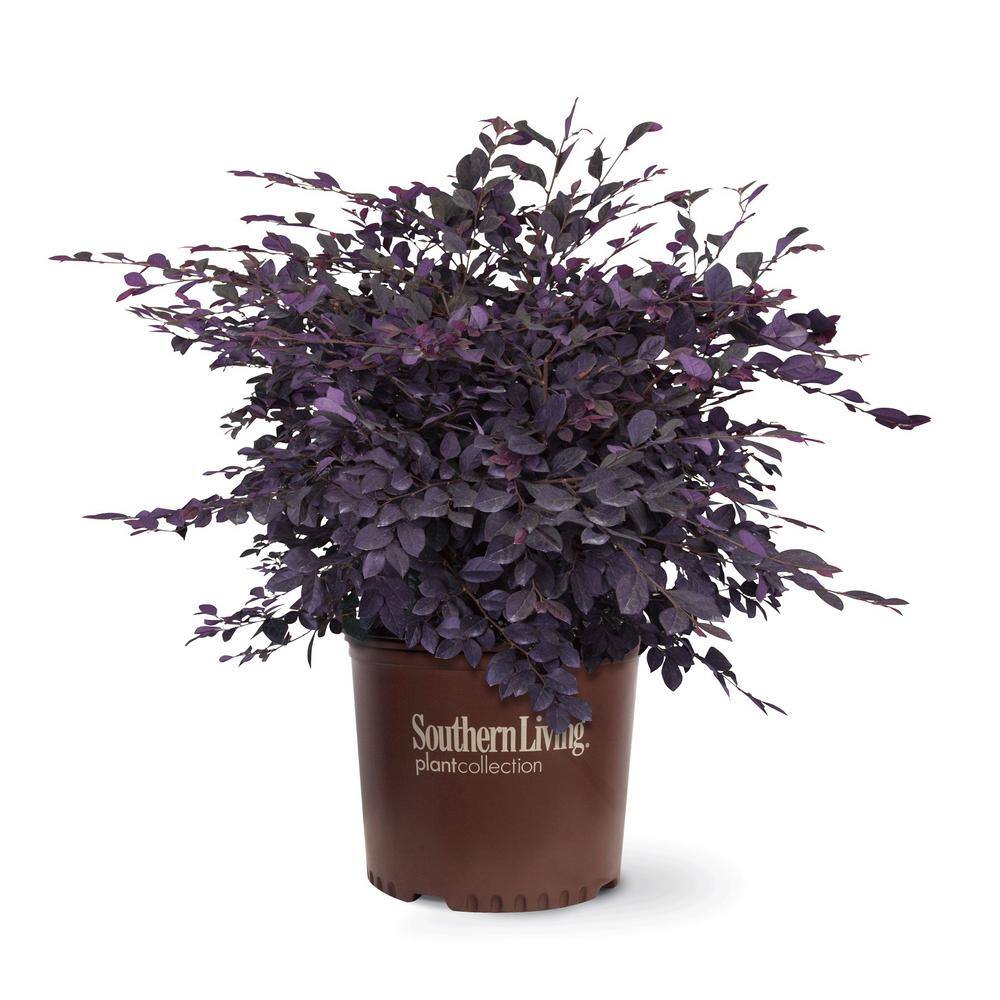 SOUTHERN LIVING 3 Gal. Purple Diamond Semi-Dwarf Loropetalum Evergreen Shrub with Purple Foliage Pink Ribbon Blooms 42103