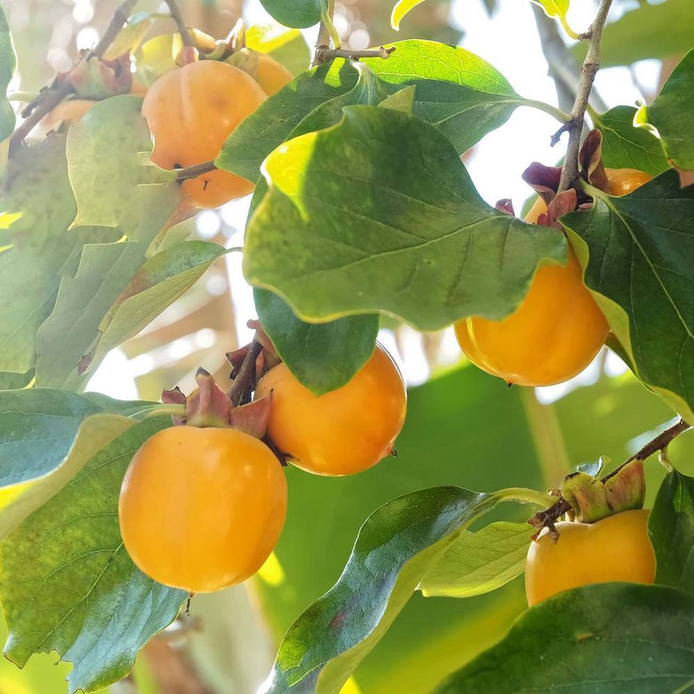 Perfect Plants 4.5 ft. Tall Jiro Persimmon Tree Self Fruitful Improved Fuyu Persimmon THD00581