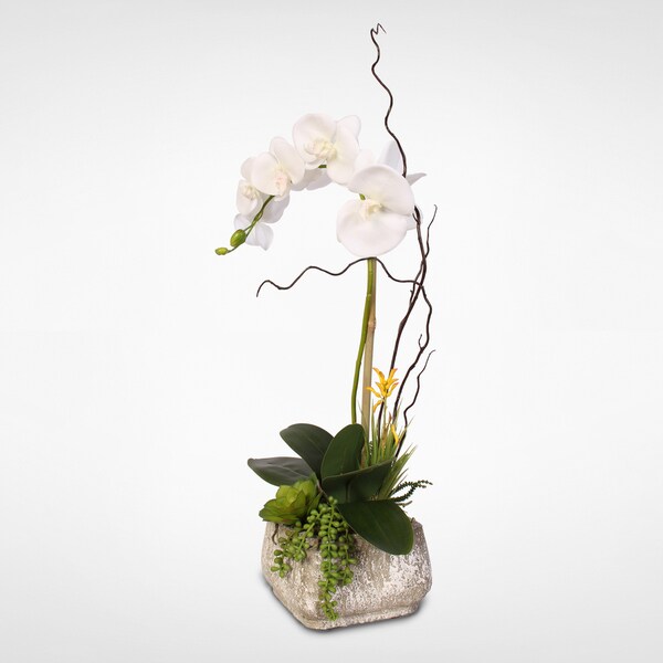 Real Touch Phalaenopsis Silk Orchid with Succulents in a Cement Pot