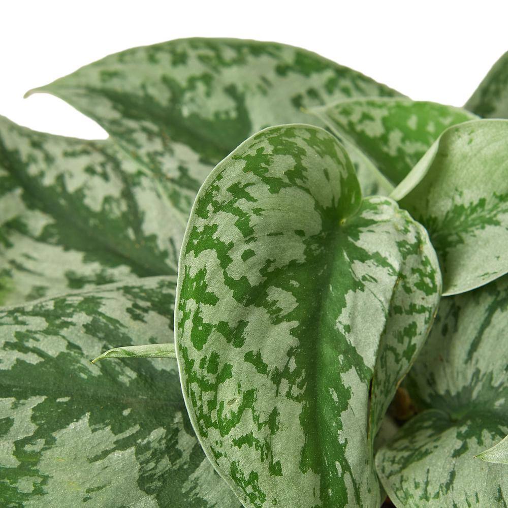 Pothos Silver Splash Scindapsus pictus Plant in 4 in. Grower Pot 4_POTHOS_SILVER.SPLASH