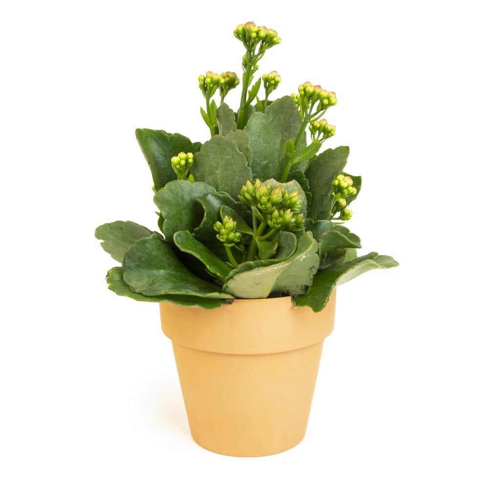 SMART PLANET 9 cm Kalanchoe Blossfeldiana Succulent in Terra Cotta Clay Pot 0872526